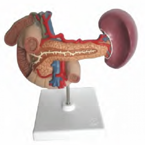 胰、脾、十二指腸、膽囊模型